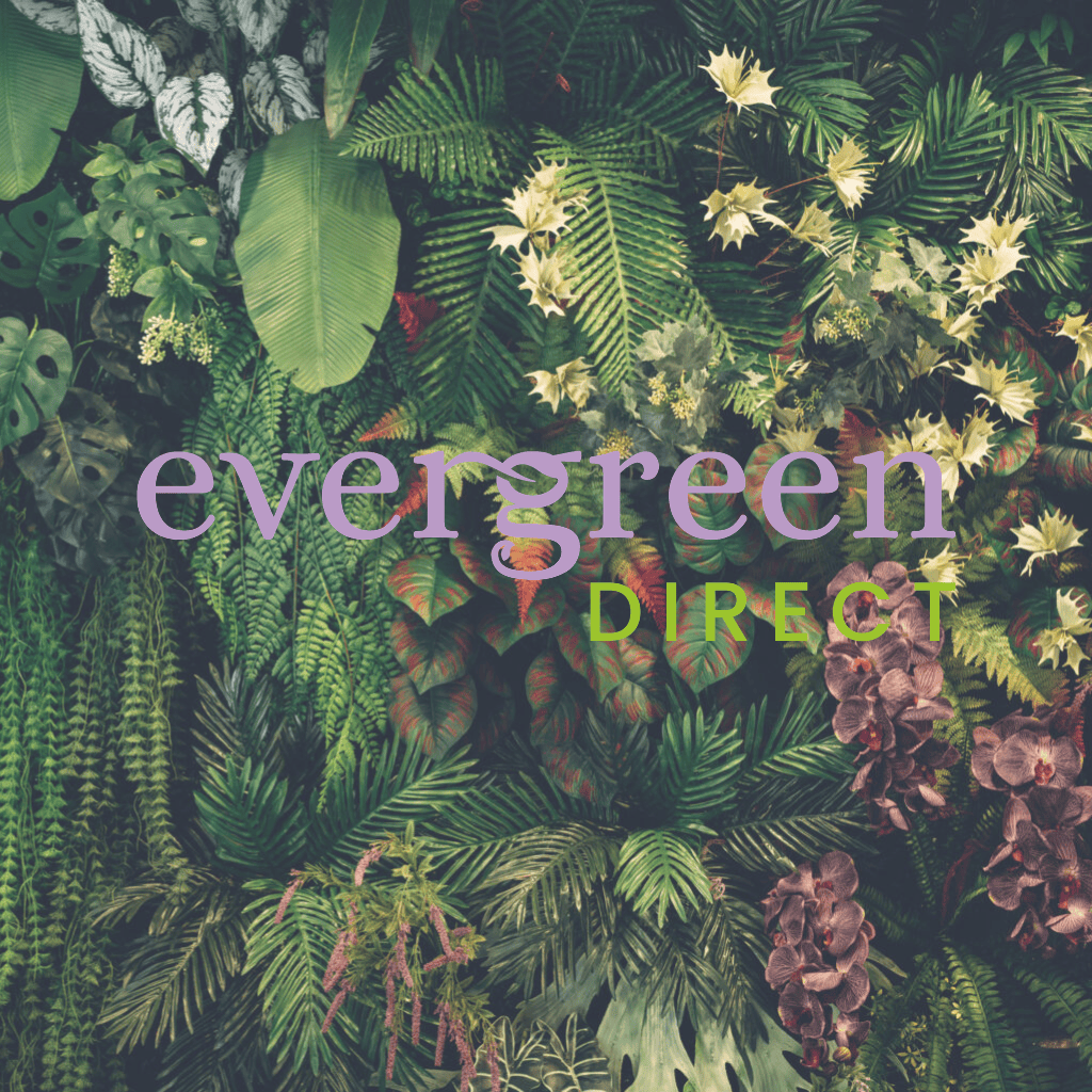 Evergreen thumb