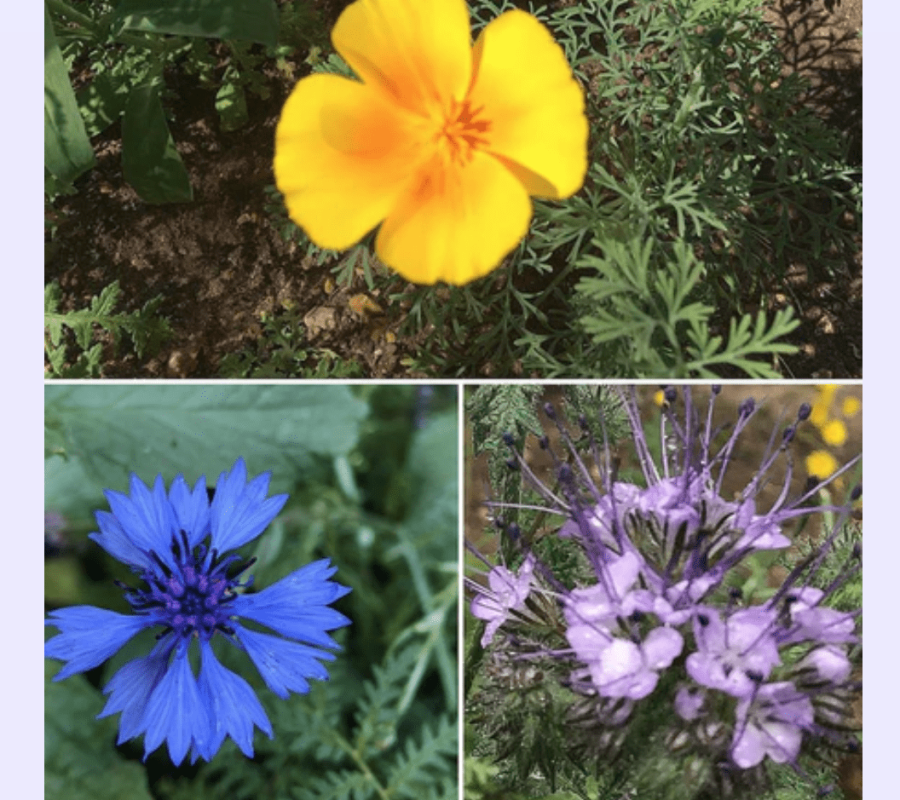 seeds4bees