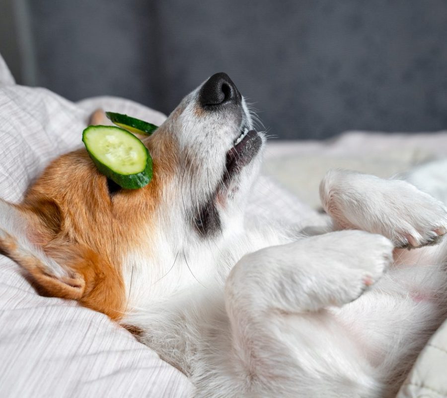 Cute red and white corgi lays on the bed with eye maks from real cucumber chips. Head on the pillow, covered by blanket, paw up.